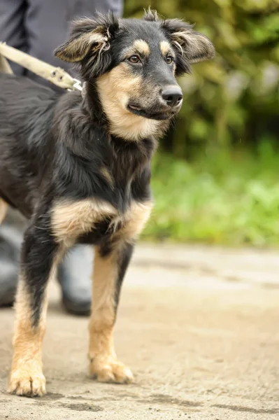 Black Beige Puppy Mongrel Background Greenery — стоковое фото