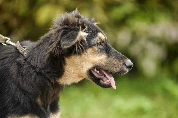 Zwart Met Beige Puppy Bastaard Een Achtergrond Van Groen — Stockfoto