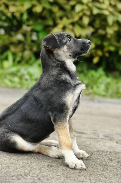 緑を背景にベージュの子犬のモングレルと黒 — ストック写真