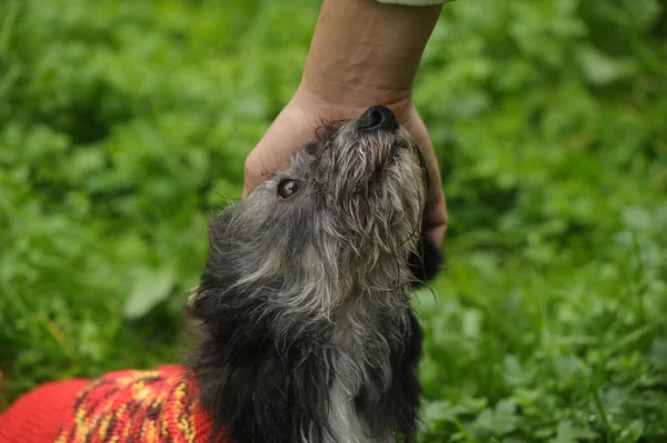 Terrier Sweater Walk Park — Stock Photo, Image