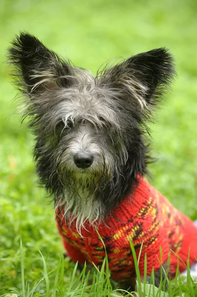 Terrier Uma Camisola Para Passeio Parque — Fotografia de Stock