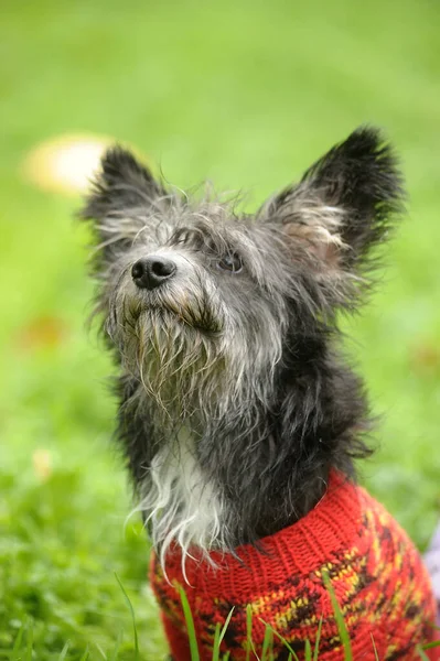Terrier Swetrze Spacer Parku — Zdjęcie stockowe