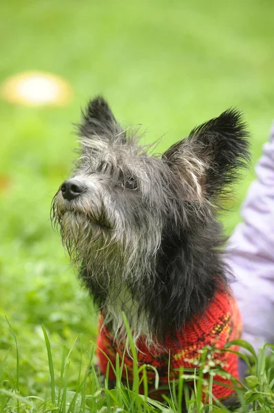 Terrier Pulóverben Sétálni Parkban — Stock Fotó