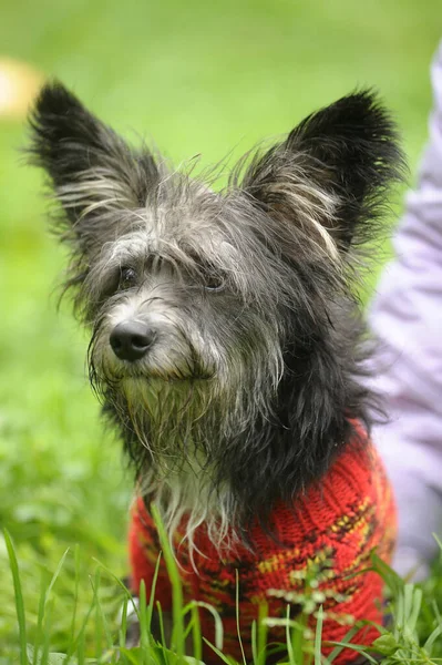 Terrier Swetrze Spacer Parku — Zdjęcie stockowe