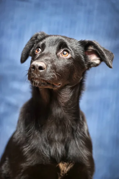 Black Puppy Mongrel Blue Background — Stock Photo, Image