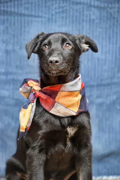 Black Puppy Mongrel Scarf His Neck — Stock Photo, Image