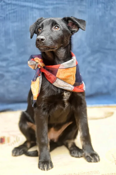 Preto Filhote Cachorro Mgrel Com Cachecol Pescoço — Fotografia de Stock