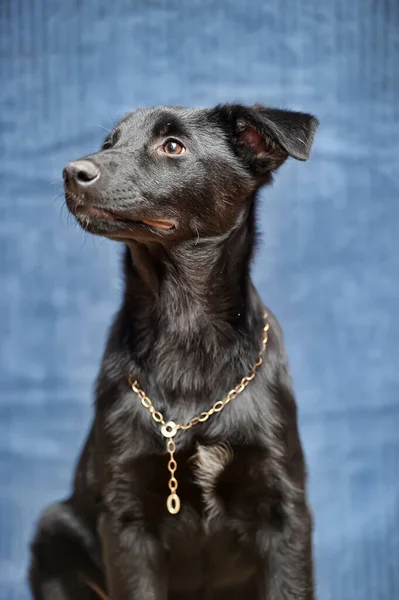 Negro Cachorro Mestizo Sobre Fondo Azul — Foto de Stock