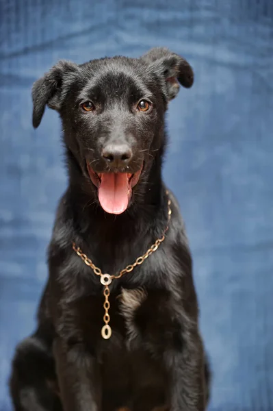 Negro Cachorro Mestizo Sobre Fondo Azul — Foto de Stock