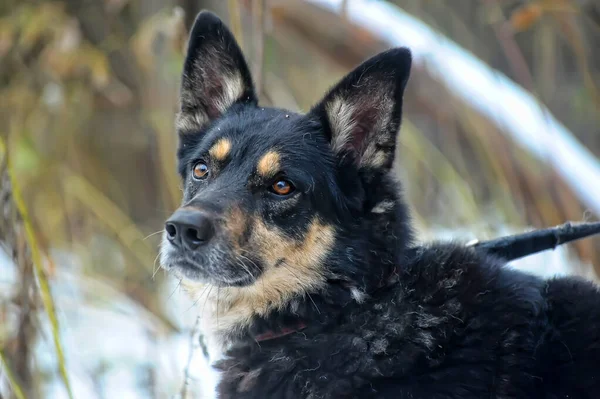 Vecchio Nero Con Cane Beige Mongrel — Foto Stock