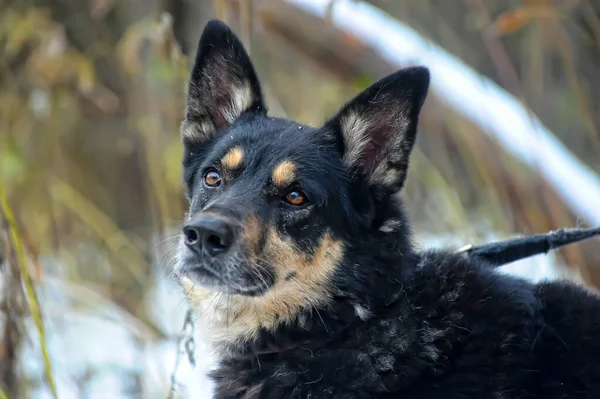 古いです黒でベージュの犬モングレル — ストック写真