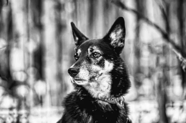 Old Black Beige Dog Mongrel — Stock Photo, Image