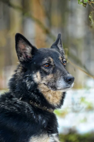 Old Black Beige Dog Mongrel — Stock Photo, Image