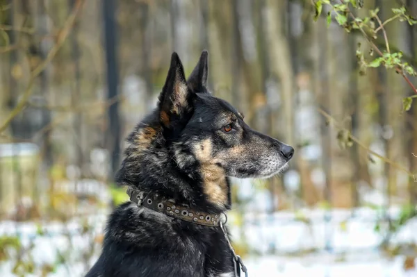 Старий Чорний Бежевим Собакою Монгелом — стокове фото
