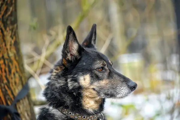 Stary Czarny Beżowy Pies Kundel — Zdjęcie stockowe