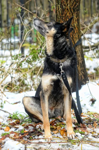 Old Black Beige Dog Mongrel — Stock Photo, Image