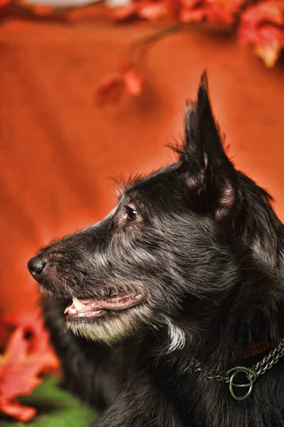 Słodkie Czarny Pies Kundel Mestizo Terrier — Zdjęcie stockowe
