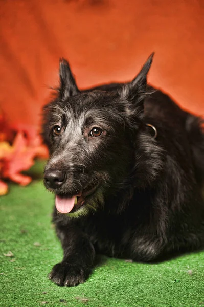 Şirin Siyah Köpek Melez Mestizo Terrier — Stok fotoğraf