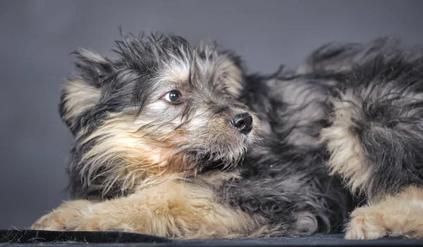 Süße Schwarze Und Braune Mischlingshündin Mestizo Terrier — Stockfoto