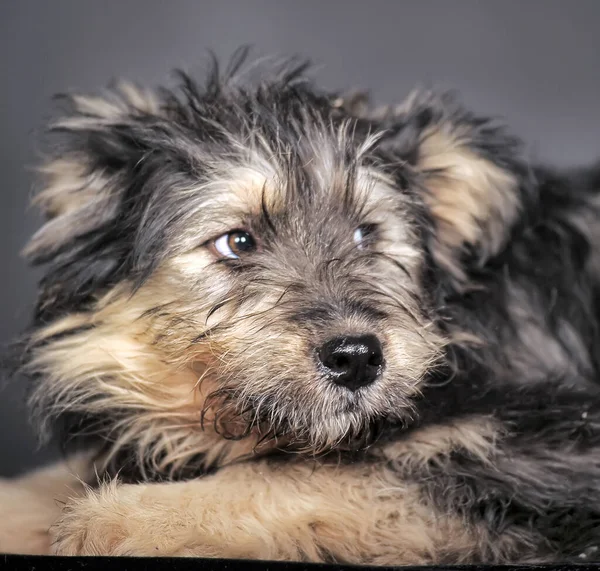 Schattig Zwart Bruin Hond Bastaard Mestizo Terrier — Stockfoto