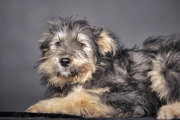 Carino Nero Marrone Cane Bastone Mestizo Terrier — Foto Stock