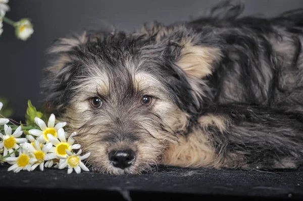 Schattig Zwart Bruin Hond Bastaard Mestizo Terrier — Stockfoto