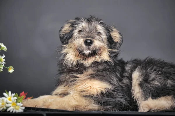 Schattig Zwart Bruin Hond Bastaard Mestizo Terrier — Stockfoto