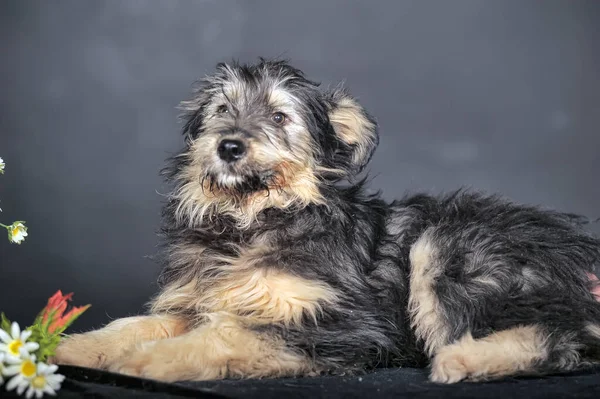 Lindo Negro Marrón Perro Mestizo Mestizo Terrier — Foto de Stock