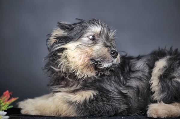 Słodkie Czarny Brązowy Pies Kundel Mestizo Terrier — Zdjęcie stockowe