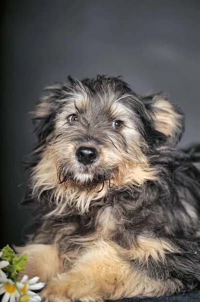 Lindo Negro Marrón Perro Mestizo Mestizo Terrier —  Fotos de Stock