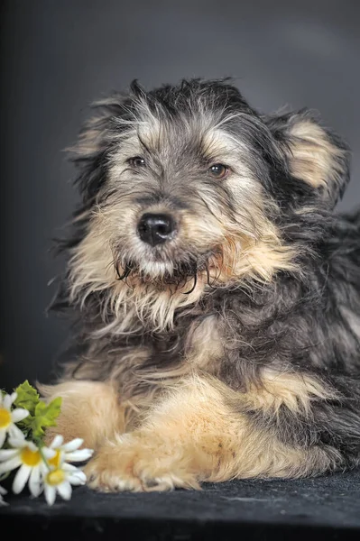 Bonito Preto Marrom Cão Mestiço Mestiço Terrier — Fotografia de Stock