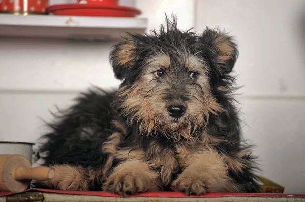 Cute Black Brown Dog Mongrel Mestizo Terrier — Stock Photo, Image