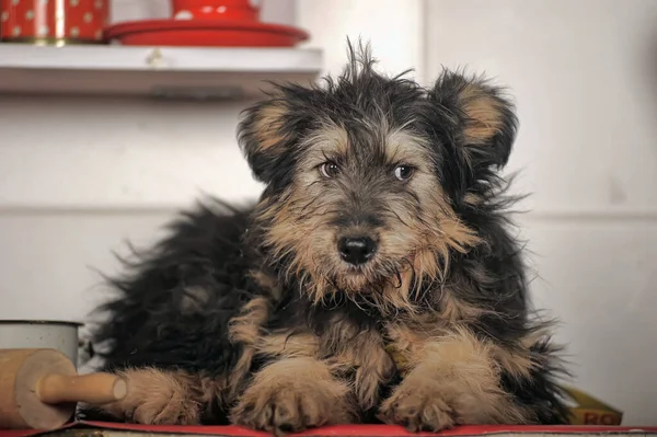 Bonito Preto Marrom Cão Mestiço Mestiço Terrier — Fotografia de Stock