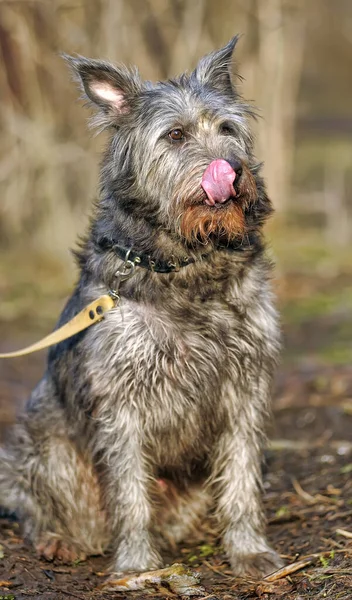 Carino Nero Grigio Cane Bastone Mestizo Terrier — Foto Stock