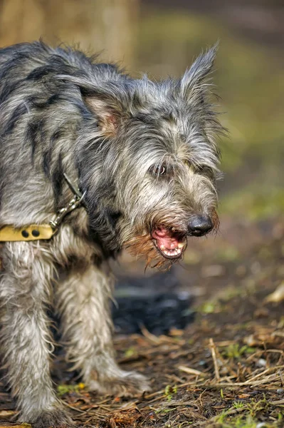 Cute Black Gray Dog Mongrel Mestizo Terrier — Stock Photo, Image