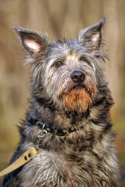 Cute Black Gray Dog Mongrel Mestizo Terrier — Stock Photo, Image