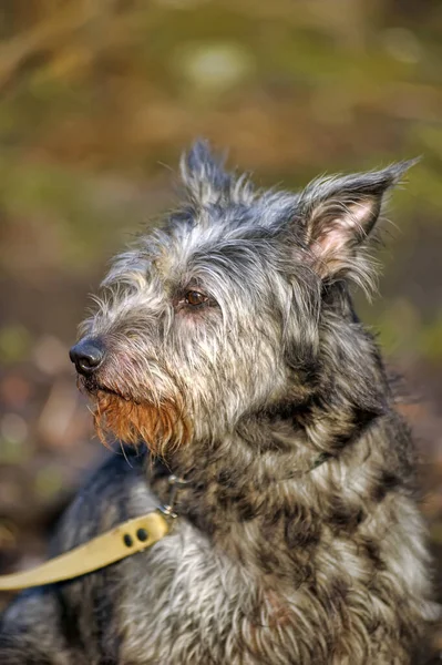 Schattig Zwart Grijs Hond Bastaard Mestizo Terrier — Stockfoto
