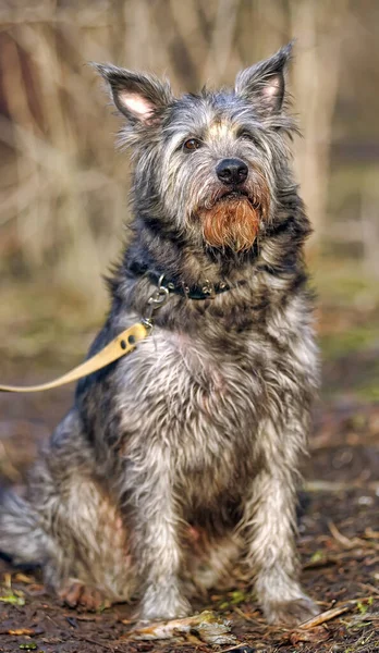 Söt Svart Och Grå Hund Blandat Mestizo Terrier — Stockfoto