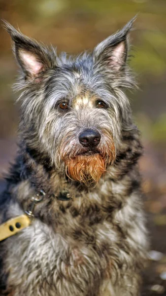 Aranyos Fekete Szürke Kutya Korcs Mestizo Terrier — Stock Fotó