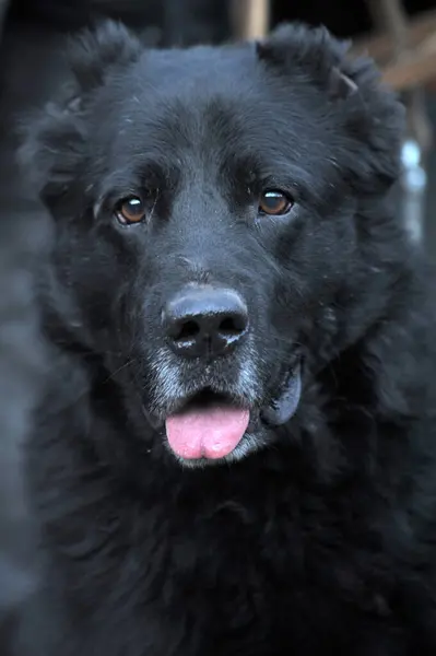 Black Dog Breed Alabai Portrait — Stock Photo, Image