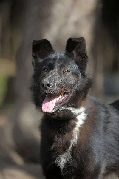 Cão Preto Branco Uma Corrente Quintal — Fotografia de Stock