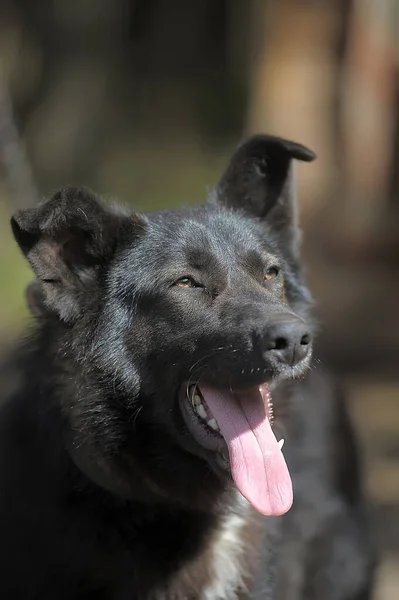 Cão Preto Branco Uma Corrente Quintal — Fotografia de Stock