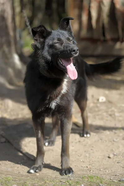 Cão Preto Branco Uma Corrente Quintal — Fotografia de Stock