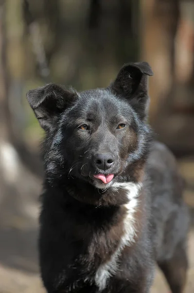 Avluda Zincirlenmiş Siyah Beyaz Köpek — Stok fotoğraf
