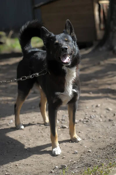 庭のチェーン上の黒と白の犬は — ストック写真