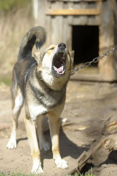 Chien Outbred Brun Sur Une Chaîne Dans Cour — Photo