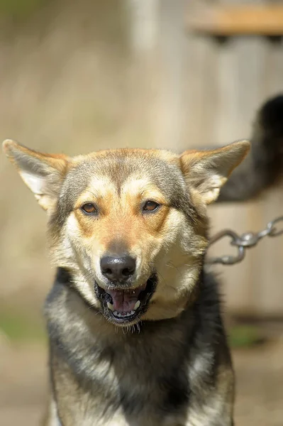 Cão Outbred Marrom Uma Cadeia Quintal — Fotografia de Stock