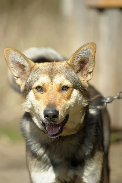 Chien Outbred Brun Sur Une Chaîne Dans Cour — Photo