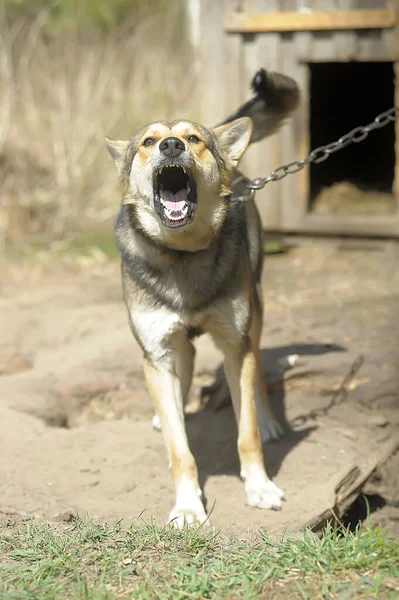 Brązowy Wyhodowany Pies Łańcuchu Podwórku — Zdjęcie stockowe