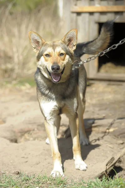 Cão Outbred Marrom Uma Cadeia Quintal — Fotografia de Stock